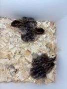 4 French Pearl & Pied Guinea Keets