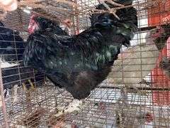 Maran Cross Rooster