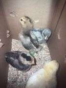 4 White True Blue Chicks
