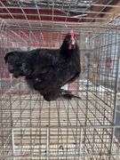 Young Black Rooster
