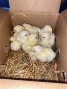 10 Cornish Cross Chicks