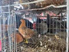 2 Barnyard Mix Hens