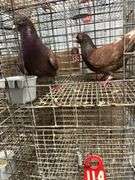 Pair Roller Pigeons