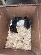4 Turken Chicks