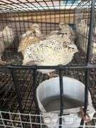 7 Italian Coturnix Quail - 5 Wks Old