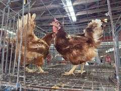 2 Rhode Island Red Hens