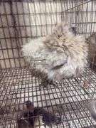 Lavender Frizzle Silkie Laying Hen - 1 Yr Old