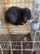 Holland Lop Buck