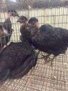 3 Turkens