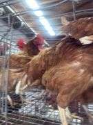 5 ISA Brown Spring Layer Hens