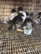 3 Muscovy Ducklings