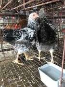 2 Silver Laced Pullets