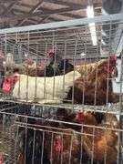 5 Chickens - 1 Rooster 4 Hens