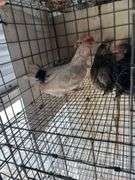 4 Mix Young Roosters