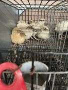 6 Italian Quail - 5 Wks Old