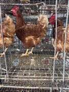 3 Red Laying Hens