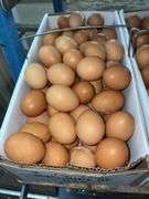 8 Doz Large Brown Eating Eggs