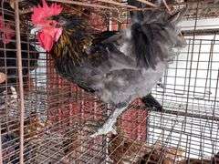 Maran Rooster