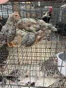 5 Young Cream Legbar/Barred Rock