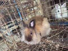 Brown Grey Lionhead Doe - Exposed to Lionhead Buck