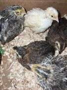 8 Celadon Mix Coturnix Quail - 2.5 Wks Old