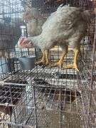 2 Meat Chickens