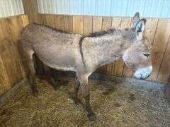 Jack Donkey - 7 Yrs Old - Friendly & Good w/ Livestock w/ Coggins Paperwork