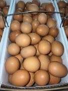 8 Doz Large Brown Eating Eggs
