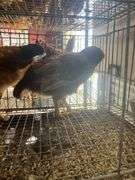 3 Roosters - 2 Bielefelder & 1 Ameraucana Mix