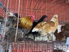 Pair Cochins