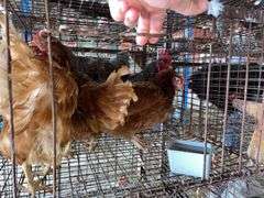 3 Isa Brown Hens