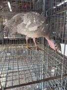 Proven Blue Slate Turkey Hen