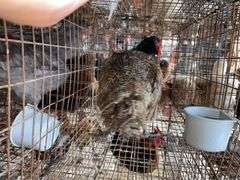 Male Melanistic Mutant Pheasant w/ Permit