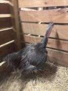 Young Bronze Hen Turkey - Currently Laying Eggs