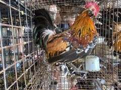 Mille Fluer Duccle Rooster