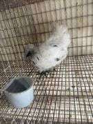 3 Mille Fluer D'uccle Pullets - 3 Months Old