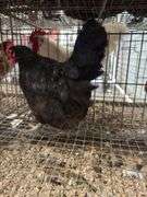 American Mix Hen - 1 Yr Old