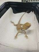 Baby Bearded Dragon w/ Eye Issue - Eating Crickets & Dubia Roaches