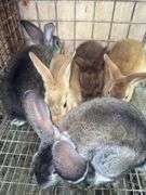 5 Flemish Giant Mini Rex Mix Rabbits