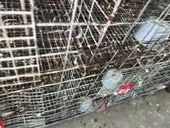 Male Homer Pigeon