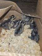 6 Silkie Chicks