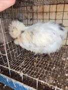 Paint Silkie Pullet