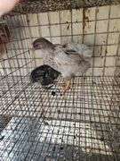 2 Ameraucana Mix Chickens