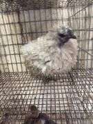 Lavender Frizzle Silkie Laying Hen - 1 Yr Old