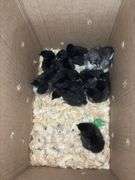 10 Black Australorp Pullets