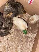 8 Celadon Mix Coturnix Quail - 2.5 Wks Old
