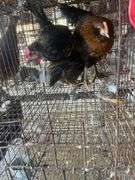 3 Young Barnyard Mix Chickens