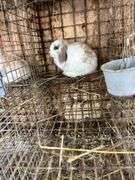 Holland Lop Bunny