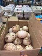 2 Doz Duck Eating Eggs