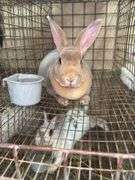 Standard Rex Doe w/ Pedigree